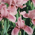 Ирис карликовый Пинк Кастион Ирис карликовый Пинк Кастион