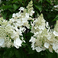 Гортензия метельчатая Вайт Леди