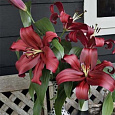 Лилия ОТ-гибрид Формия