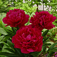 Пион травянистый Ред Мэджик