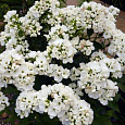 Флокс друммонда Промис белый