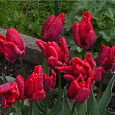 Тюльпан попугайный Эрна Линдгрин Тюльпан попугайный Эрна Линдгрин