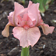 Ирис карликовый Пинк Кастион Ирис карликовый Пинк Кастион
