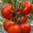 Томат Румяный шар F1