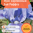 Ирис карликовый Бей Раффлз Ирис карликовый Бей Раффлз