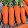 Морковь  Марлинка