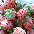 Земляника садовая Анабланка