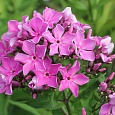 Флокс Метельчатый Полька-Бабочка Флокс Метельчатый Полька-Бабочка