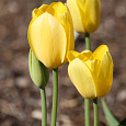 Тюльпан Йеллоу Кинг