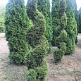 Туя западная Смарагд (спираль)