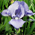 Ирис карликовый Бей Раффлз Ирис карликовый Бей Раффлз
