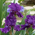 Ирис германский Rosalie  Figge
