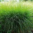Мискантус китайский