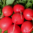 Редис Рубин