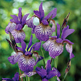 Ирис сибирский Shaker's Prayer Ирис сибирский Shaker's Prayer