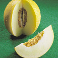 Дыня  Золушка F1