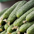 Огурец гибридный F1 Кузнечик