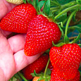 Земляника садовая Румба