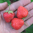 Земляника садовая Кристина