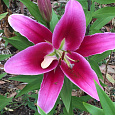 Лилия ОТ-гибрид Далиан