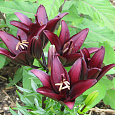 Лилия азиатская Ландини