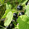Смородина черная Аркадия