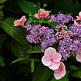 Гортензия шершавая Hot Chocolate
