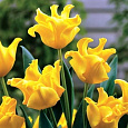 Тюльпан Триумф Йеллоу Краун Тюльпан Триумф Йеллоу Краун