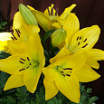 Лилия ЛА-гибрид Голден Тайкун