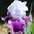Ирис германский Gay  Parasol Ирис германский Gay  Parasol