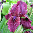 Ирис карликовый Черри Гарден