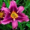 Лилейник гибридный Russian Rhapsody